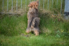 Yorkshire Terrier (teef) 83691