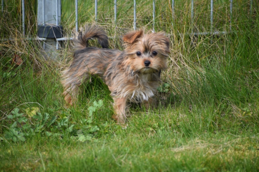 Yorkshire Terrier (teef) 83691