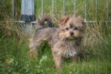 Yorkshire Terrier (teef) 83691
