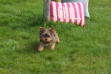Yorkshire Terrier (reu) 83699