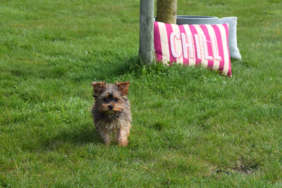 Yorkshire Terrier (reu) 83699