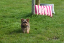 Yorkshire Terrier (reu) 83699