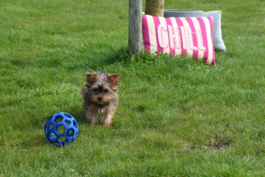 Yorkshire Terrier (reu) 83699