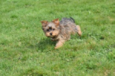Yorkshire Terrier (reu) 83699