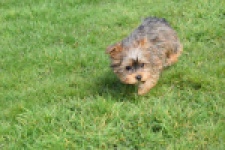 Yorkshire Terrier (reu) 83699