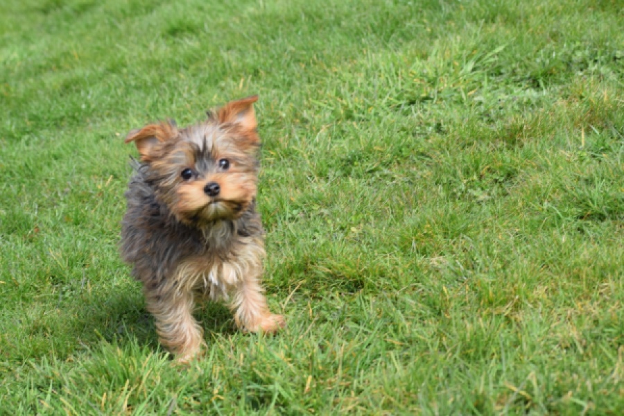 Yorkshire Terrier (reu) 83699