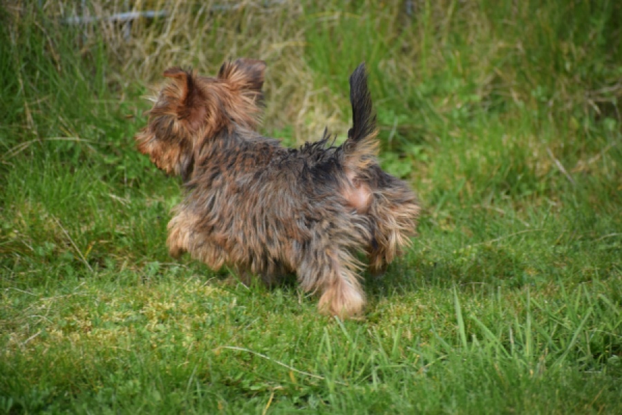 Yorkshire Terrier (reu) 83699
