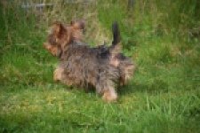 Yorkshire Terrier (reu) 83699