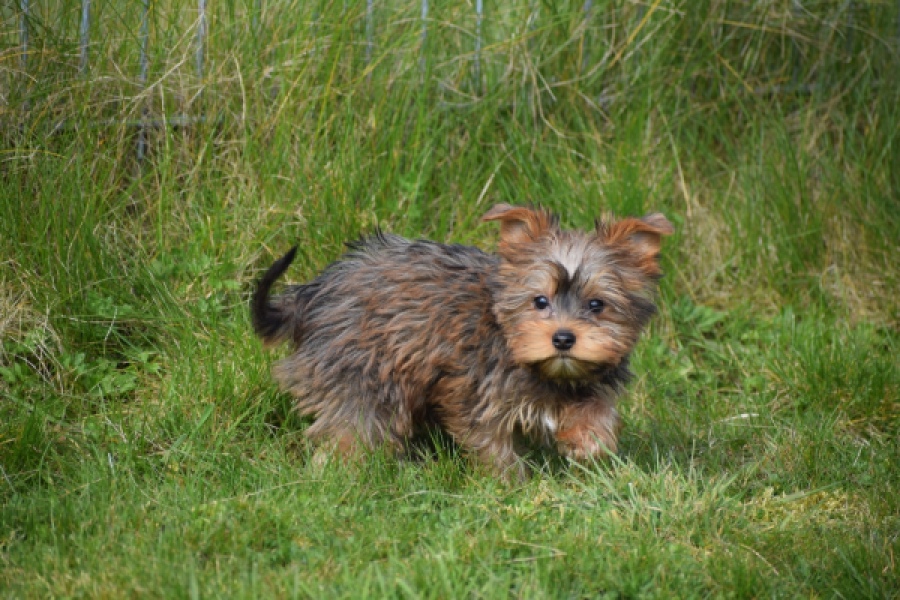 Yorkshire Terrier (reu) 83699
