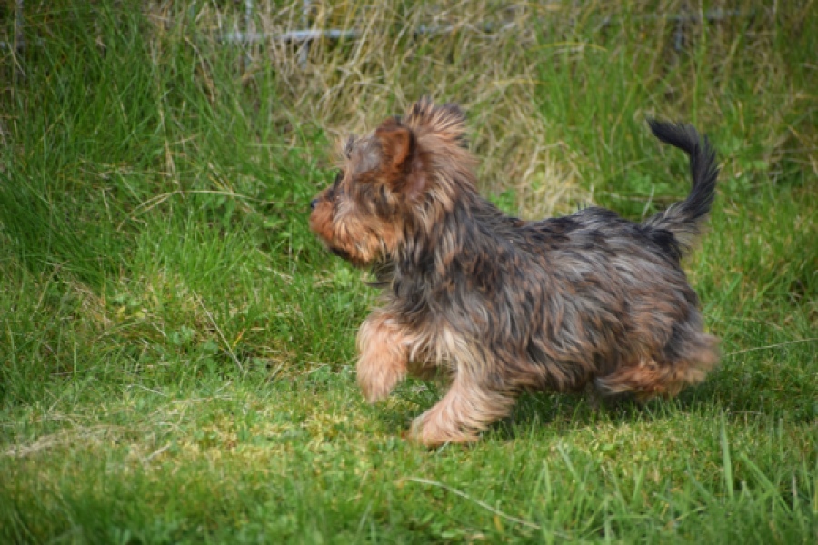 Yorkshire Terrier (reu) 83699