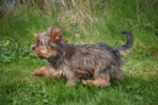 Yorkshire Terrier (reu) 83699