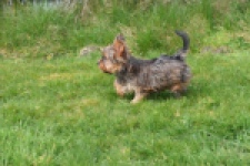 Yorkshire Terrier (reu) 83699