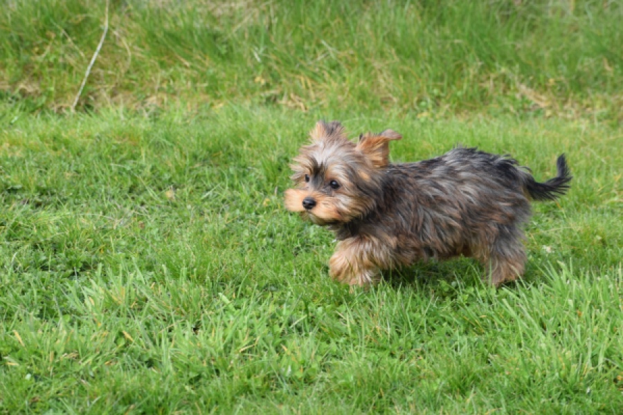 Yorkshire Terrier (reu) 83699
