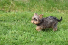 Yorkshire Terrier (reu) 83699
