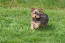 Yorkshire Terrier (reu) 83699