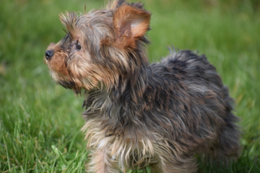 Yorkshire Terrier (reu) 83699