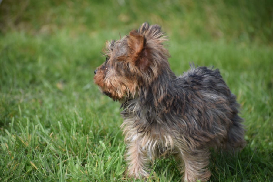 Yorkshire Terrier (reu) 83699