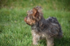 Yorkshire Terrier (reu) 83699