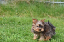Yorkshire Terrier (reu) 83699