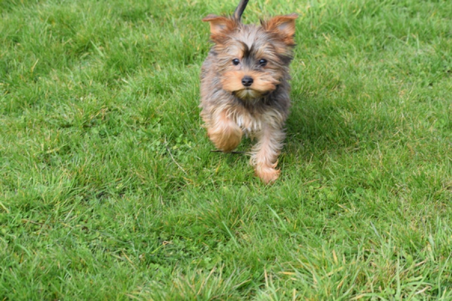 Yorkshire Terrier (reu) 83699
