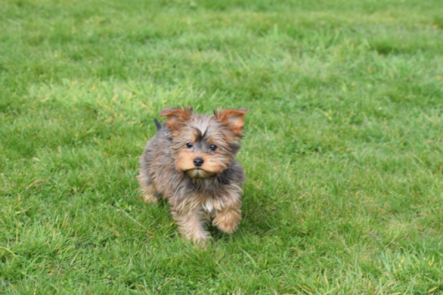 Yorkshire Terrier (reu) 83699