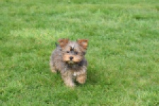 Yorkshire Terrier (reu) 83699