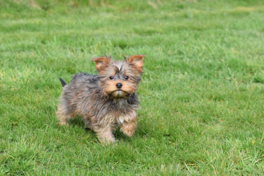 Yorkshire Terrier (reu) 83699