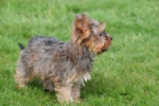 Yorkshire Terrier (reu) 83699