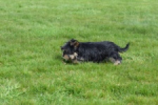 Yorkshire Terrier (reu) 83696