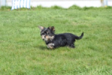 Yorkshire Terrier (reu) 83696