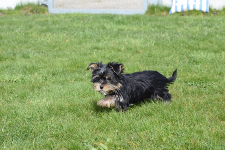 Yorkshire Terrier (reu) 83696