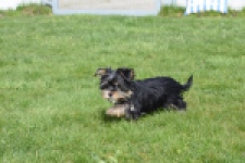 Yorkshire Terrier (reu) 83696