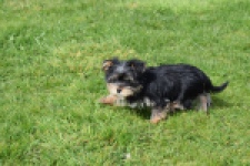 Yorkshire Terrier (reu) 83696