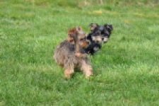 Yorkshire Terrier (reu) 83696