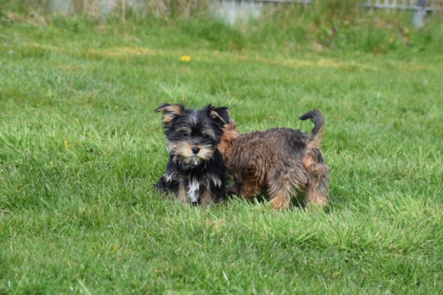 Yorkshire Terrier (reu) 83696