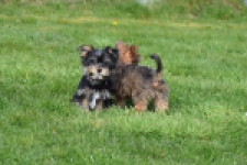 Yorkshire Terrier (reu) 83696