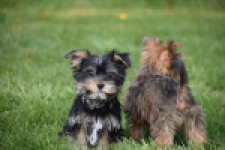 Yorkshire Terrier (reu) 83696