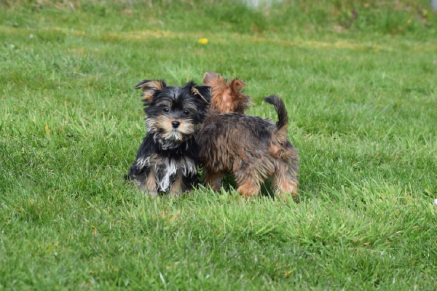 Yorkshire Terrier (reu) 83699