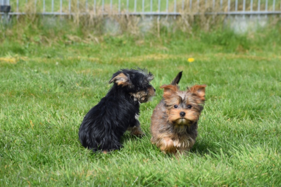 Yorkshire Terrier (reu) 83699