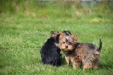 Yorkshire Terrier (reu) 83699