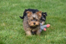 Yorkshire Terrier (reu) 83699