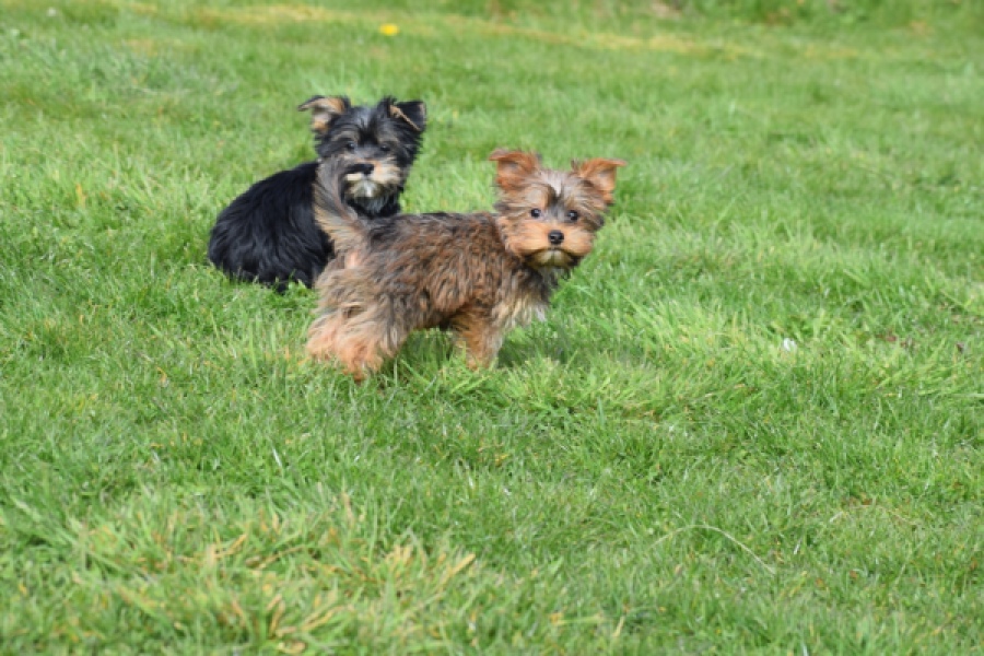 Yorkshire Terrier (reu) 83699