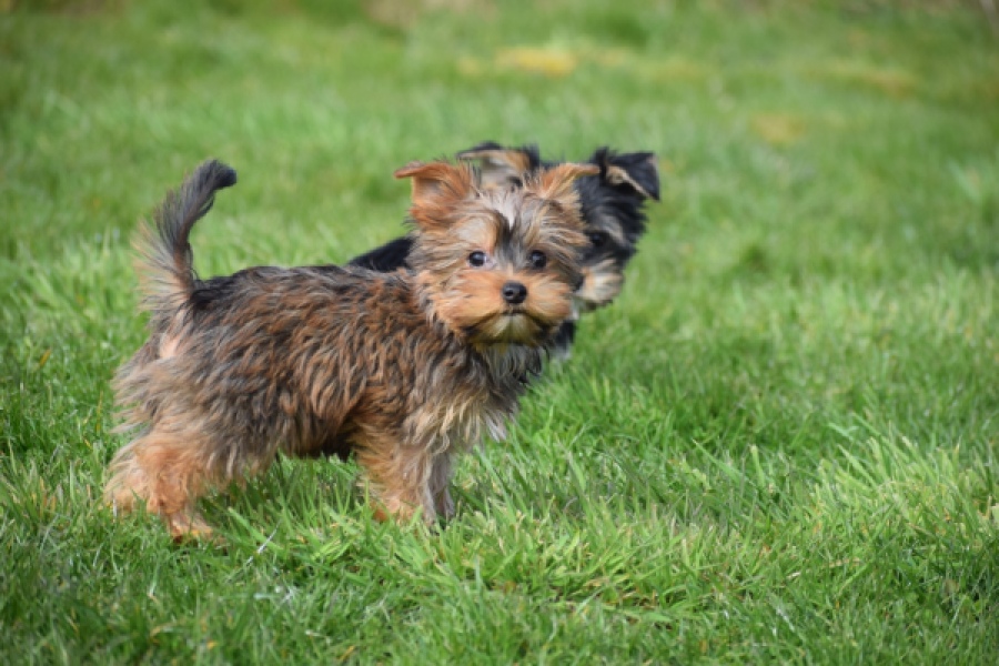 Yorkshire Terrier (reu) 83699