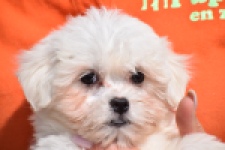 Havanezer (teef) 36238