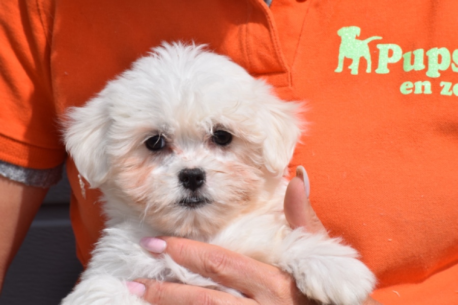 Havanezer (teef) 36238