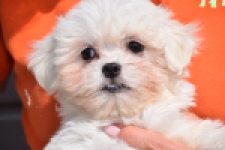 Havanezer (teef) 36238