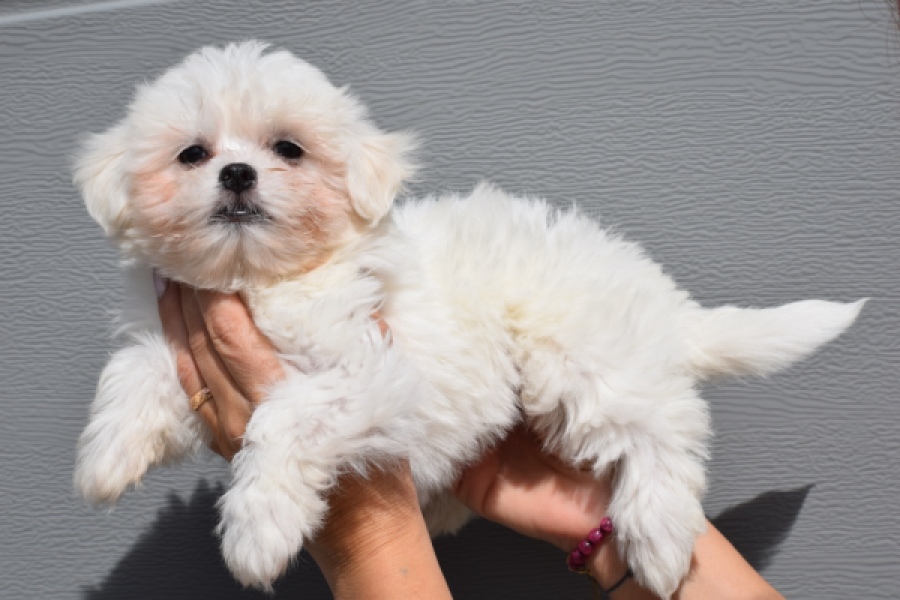 Havanezer (teef) 36238