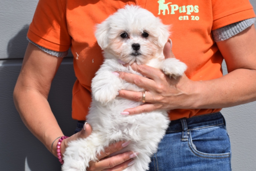 Havanezer (teef) 36238