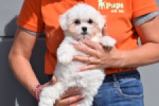 Havanezer (teef) 36238