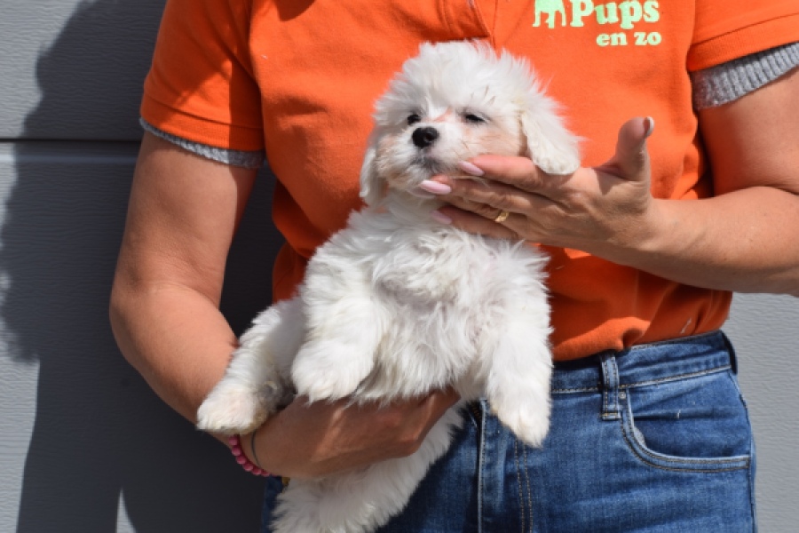 Bichon Havanais (reu) 36228
